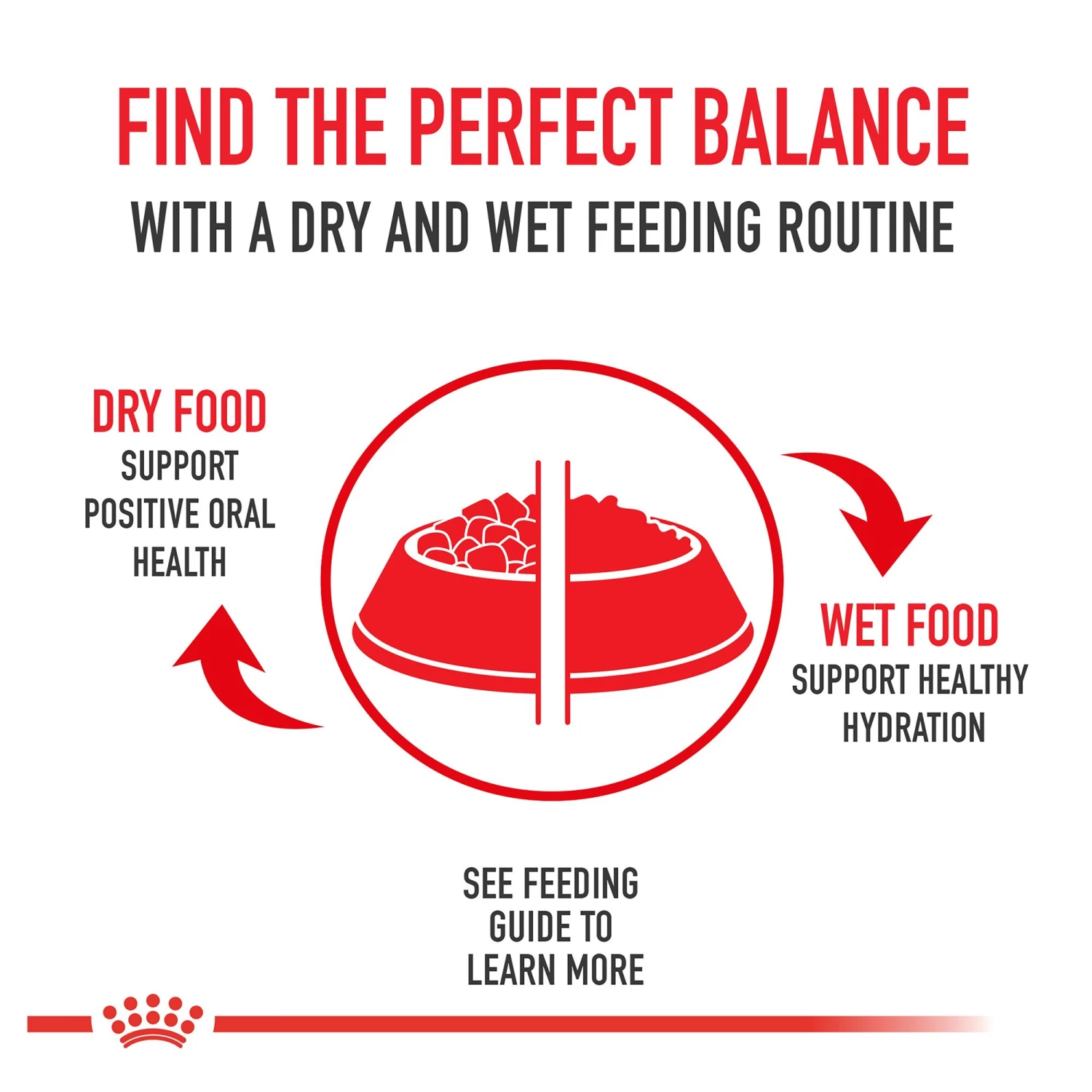 Royal Canin® Feline Breed Nutrition Maine Coon Breed Adult Dry Cat Food 6 Royal Canin® Feline Breed Nutrition Maine Coon Breed Adult Dry Cat Food - Image 4