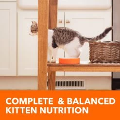 IAMS™ Proactive Health Kitten Dry Cat Food - Healthy Development, Chicken -Catit Store 5246447 alt6