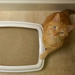 World's Best &trade; Advanced Picky Cat Clumping Multi-Cat Corn Cat Litter - Lightweight, Natural -Catit Store 5277190 alt2