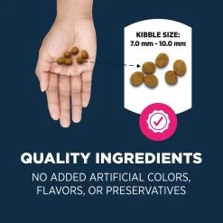 Authority® Everyday Health Indoor Kitten Cat Dry Food - Salmon & Rice, With-Grain -Catit Store 5287611 alt3