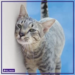 FELIWAY Classic Calming Diffuser Refill For Cats - 3 Pack 13 FELIWAY Classic Calming Diffuser Refill For Cats - 3 Pack -Catit Store 5294536 alt5