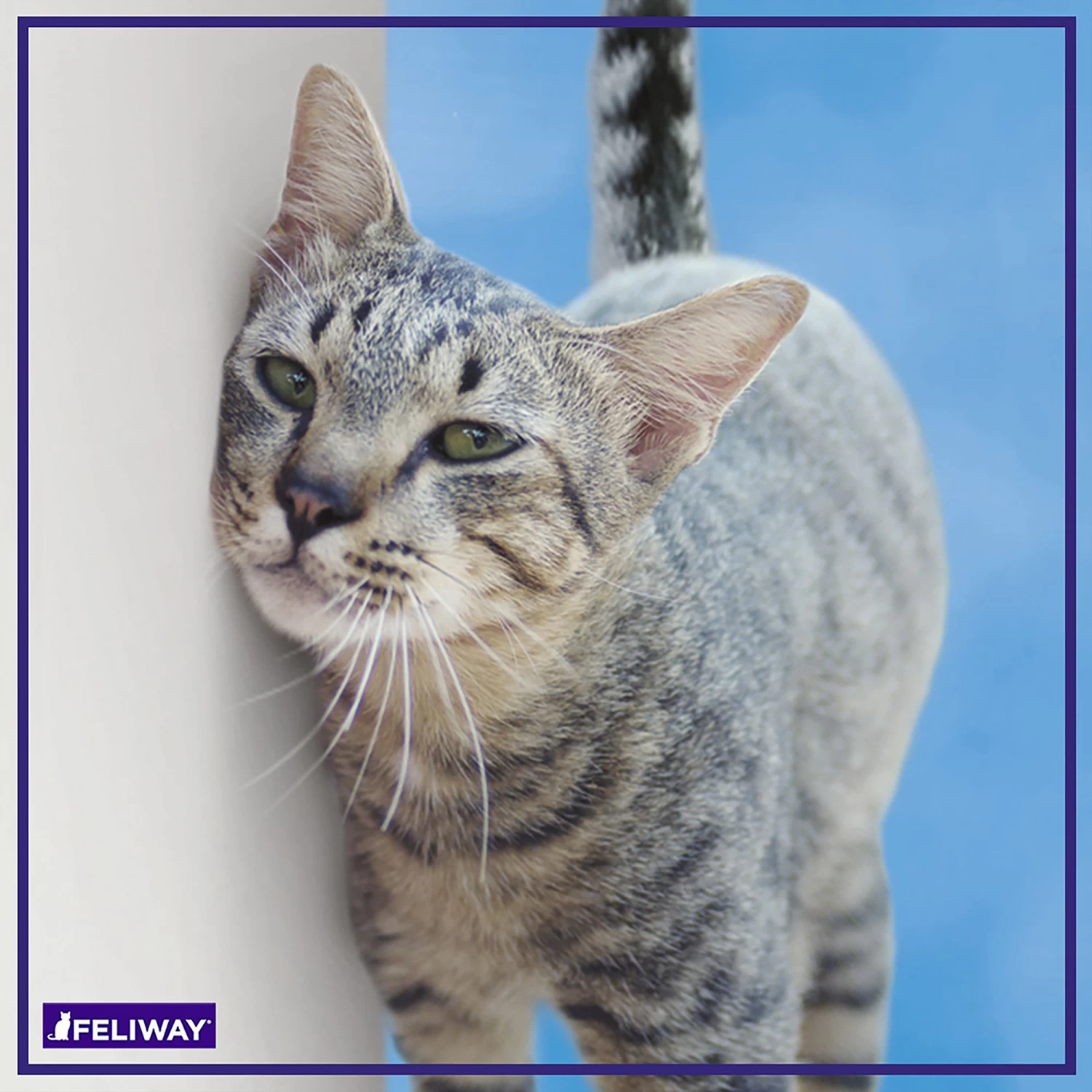 FELIWAY Classic Calming 30 Day Diffuser Refill For Cats 8 FELIWAY Classic Calming 30 Day Diffuser Refill For Cats - Image 6