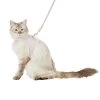 Whisker City® Pink & Gold Cat Leash & Harness Combo 2 Whisker City® Pink & Gold Cat Leash & Harness Combo -Catit Store 5342241