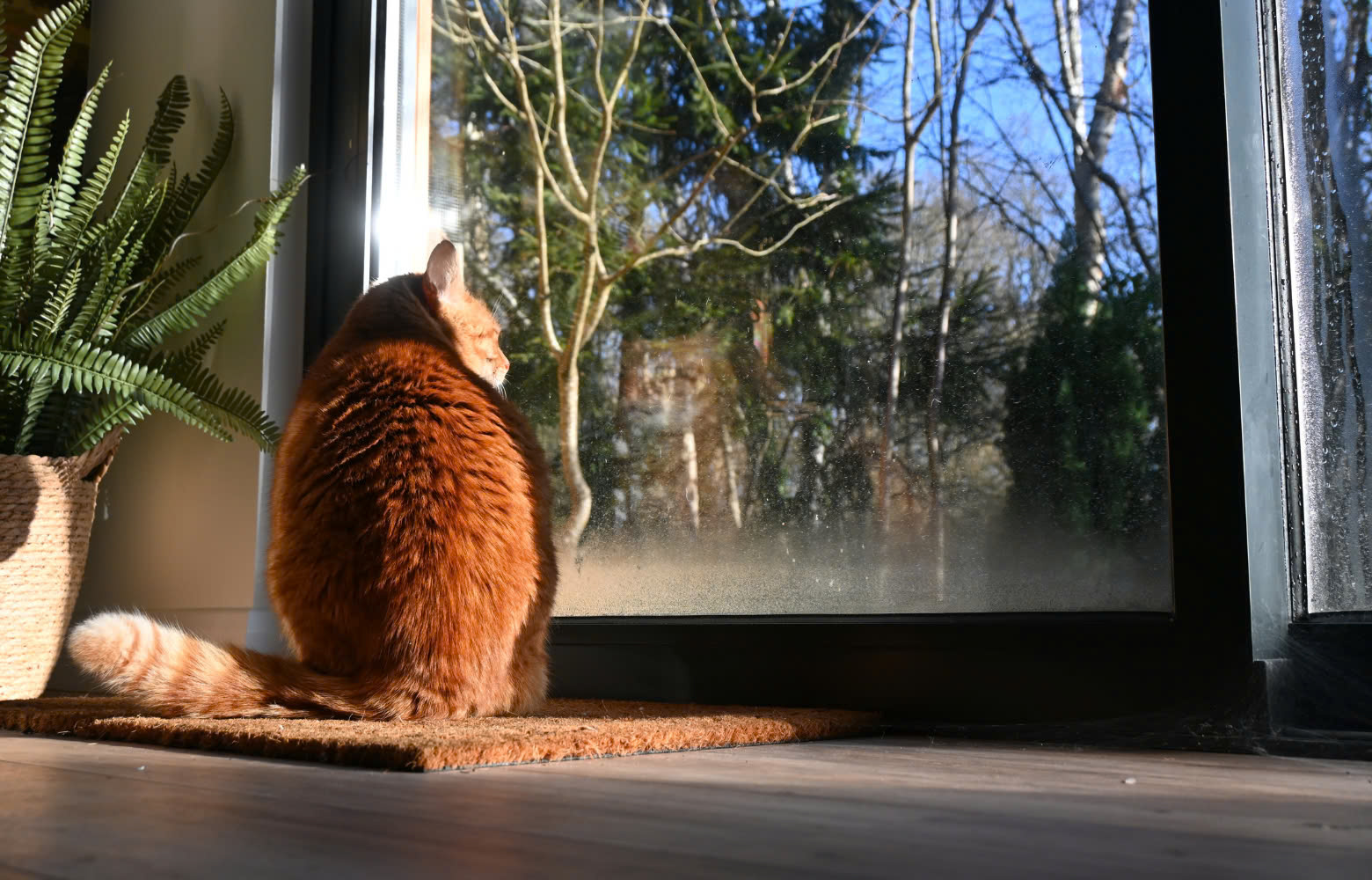 Catit Store 1 Catit Store -Catit Store z6487275206547 824a15077a59dfb1540ffbaca05222f5